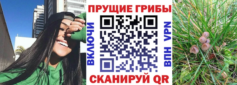Купить где  Железноводск  Псилоцибиновые грибы прущие грибы 